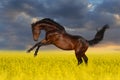 Bay Stallion Horse In Flower Meadow