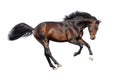 Bay stallion isolated Royalty Free Stock Photo