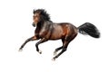 Bay stallion isolated Royalty Free Stock Photo