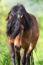 Bay stallion with long mane Royalty Free Stock Photo