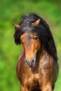 Bay stallion with long mane Royalty Free Stock Photo