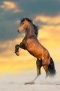 Bay stallion with long mane Royalty Free Stock Photo