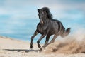 Bay stallion with long mane free run Royalty Free Stock Photo