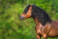 Bay stallion with long mane Royalty Free Stock Photo