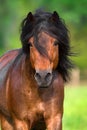 Bay stallion with long mane Royalty Free Stock Photo