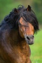 Bay stallion with long mane Royalty Free Stock Photo