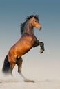 Bay stallion in dust Royalty Free Stock Photo