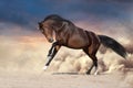 Bay horse run in dust Royalty Free Stock Photo