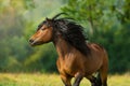 Bay Hutsul stallion with a long mane Royalty Free Stock Photo