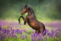 Horse in lupin flowers