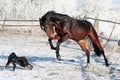 Bay stallion playing with a black dog Royalty Free Stock Photo