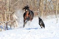 Bay stallion playing with a black dog Royalty Free Stock Photo