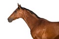 Bay stallion portrait Royalty Free Stock Photo