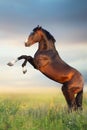 Bay stallion rearing up Royalty Free Stock Photo