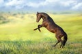 Horse outdoor rearing up Royalty Free Stock Photo