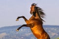 Bay stallion rearing up Royalty Free Stock Photo