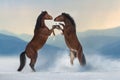 Two beautiful horse rearing up Royalty Free Stock Photo