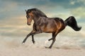 Bay stallion run on desert Royalty Free Stock Photo