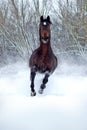 Bay stallion on white snow Royalty Free Stock Photo