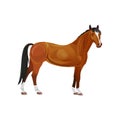 Bay horse vector Royalty Free Stock Photo