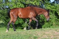 Bay thoroughbred mare walking Royalty Free Stock Photo