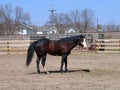 Bay tobiano stallion