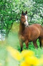 Bay Trakehner horse near blossom tree