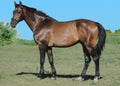 The bay trakehner sport horse stand on green and sky background. side view