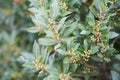 Bay tree growing in autumn garden, nature beackground with copyspace. Aromatic condiment. Spice Royalty Free Stock Photo