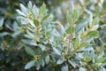 Bay tree growing in autumn garden, nature beackground with copyspace. Aromatic condiment. Spice Royalty Free Stock Photo