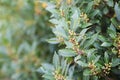 Bay tree growing in autumn garden, nature beackground with copyspace. Aromatic condiment. Spice Royalty Free Stock Photo