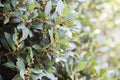 Bay tree growing in autumn garden, nature beackground. Aromatic condiment. Spice Royalty Free Stock Photo