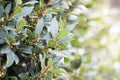 Bay tree growing in autumn garden, nature beackground. Aromatic condiment. Spice Royalty Free Stock Photo