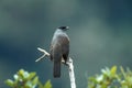 Bay-vented Cotinga, Sclater-cotinga, Doliornis sclateri