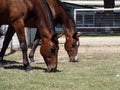 Bay warmblood horses grazing