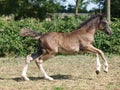 Welsh Pony Foal Royalty Free Stock Photo