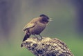 Bay winged Cowbird Royalty Free Stock Photo