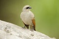 Bay-winged Cowbird (Agelaiodes badius)