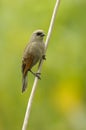 Bay-winged Cowbird (Agelaiodes badius)