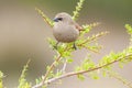 Bay winged Cowbird in Calden forest environment, La Pampa Province,
