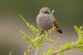 Bay winged Cowbird in Calden forest environment,