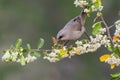 Bay winged Cowbird perched perched on flowers in spring,