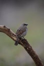 Bay winged Cowbird, perched on a trunk,