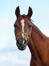 Bay wonderful arabian stallion at sky background Royalty Free Stock Photo