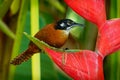 Bay Wren - Cantorchilus nigricapillus is a highly vocal wren species of forested areas, especially along watercourses, in the Royalty Free Stock Photo