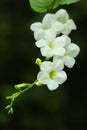 Baya flowers in the evening light Royalty Free Stock Photo