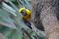 Baya viver male in nesting session Royalty Free Stock Photo