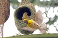 Baya viver male in nesting session Royalty Free Stock Photo