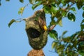 Baya weaver Royalty Free Stock Photo