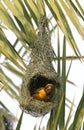 Baya weaver